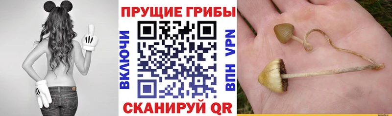 наркотики  Шахты  Галлюциногенные грибы Magic Shrooms 
